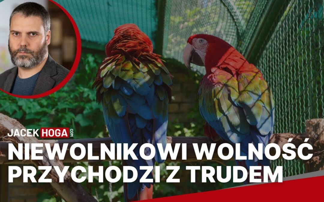 Niewolnikowi wolność przychodzi z trudem