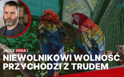 Niewolnikowi wolność przychodzi z trudem